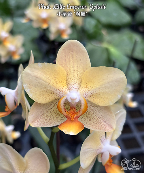 美琪園藝Miki Orchid - 品種詳細頁